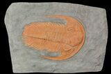 Acadoparadoxides Trilobite - Stunning Preservation #92490-1